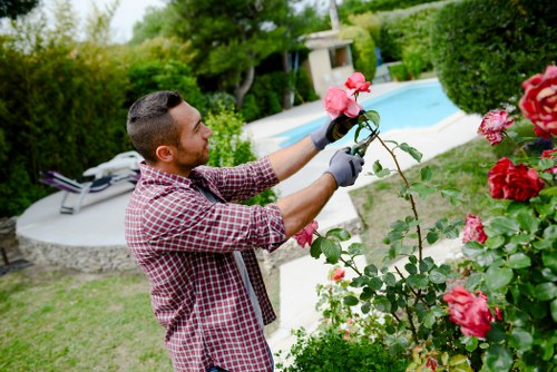 Well-trimmed hedges in a Newham garden