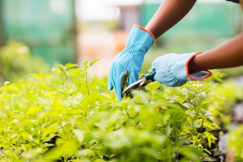 Gardener pruning shrubs and maintaining garden health in Newham