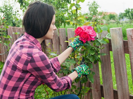 Professional gardener trimming a hedge