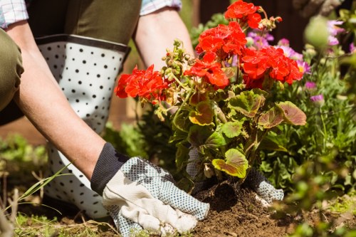 A person wearing gardening gloves is planting a vibrant red geranium in a garden bed with rich, dark soil. The surrounding area includes a variety of flowering plants with pink and purple blossoms, indicating a well-maintained flower bed. The garden features a mix of green foliage, with a focus on the freshly planted geranium, which has bright red clusters of flowers and broad green leaves. In the background, there are additional garden elements such as potted plants and other greenery, suggesting a lush, cultivated outdoor space typical of residential gardens in Newham. The scene appears to be set on a sunny day, with natural light illuminating the various plants and soil, highlighting the health and vibrancy of the garden. This image reflects a garden in the process of planting or maintenance, relevant to services offered by Hedge Trimming Newham in local garden care and landscaping.